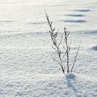 sanft liegt das Moor unter dem Schnee