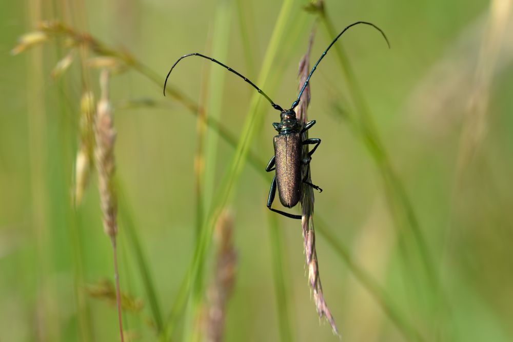 Sanft schaukelnd