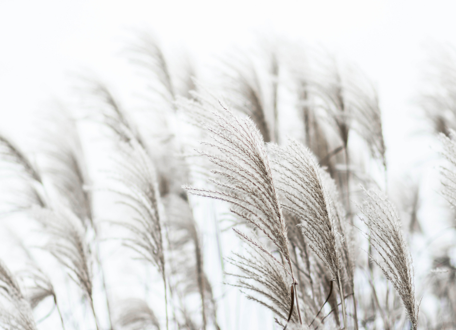 sanft streicht der Wind