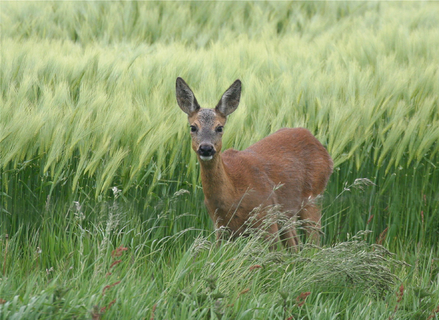 Sanft und zart