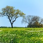 sanft wiegt der Wind...........die Ähren hin und her