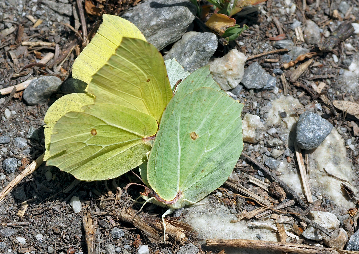 Sanfte Annäherung bei zwei Zitronenfaltern (Gonepteryx rhamni). 