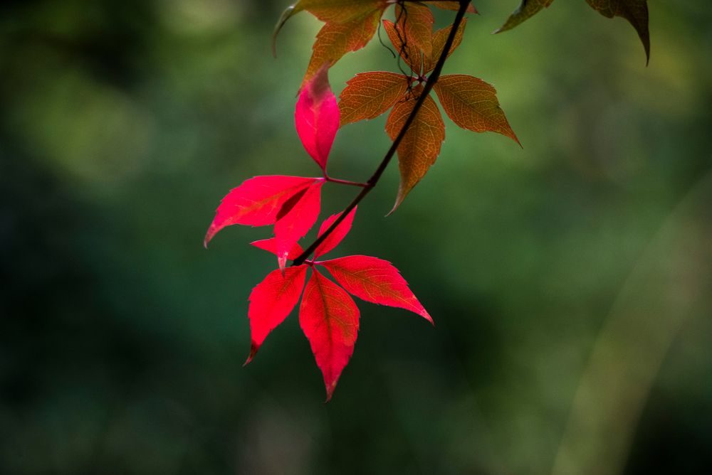 sanfte Berührung im Herbst