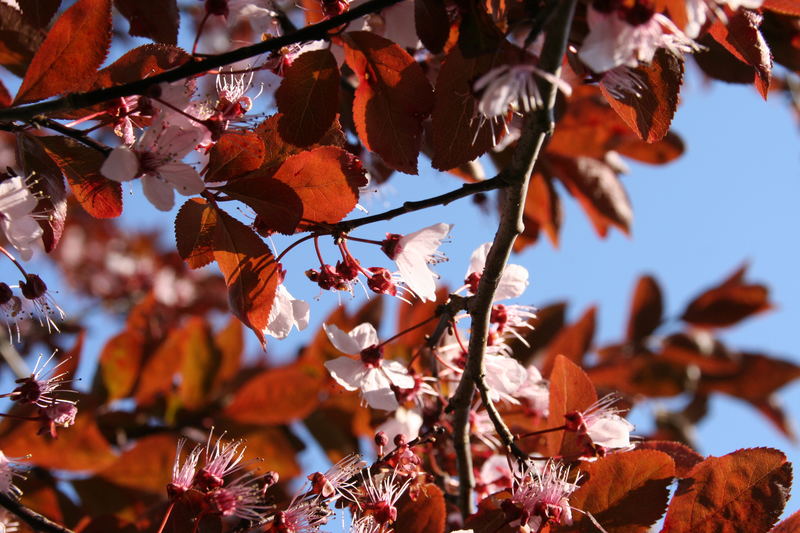 sanfte Blüte