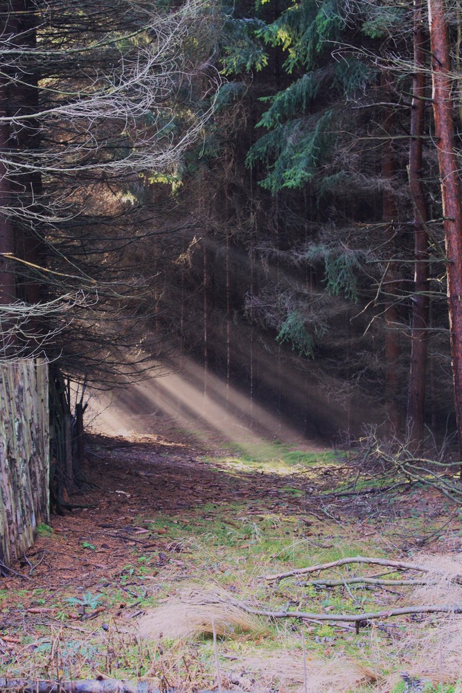 sanfte Decke aus Nebel 3