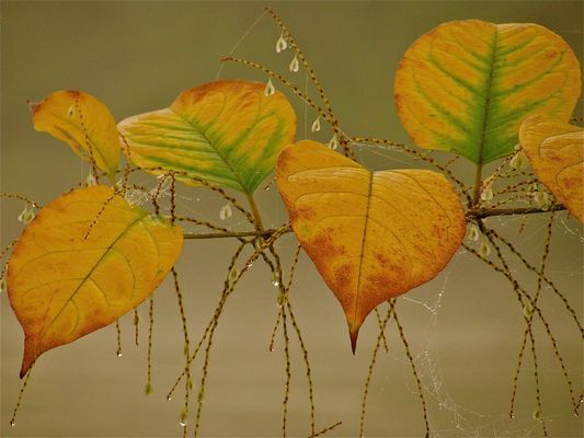 ...SANFTE FÄRBUNG !!!..