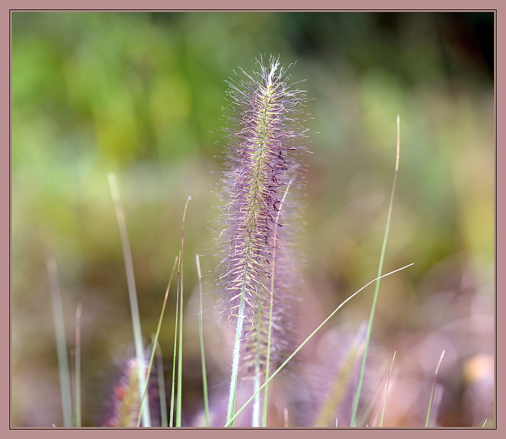 "sanfte" Herbstfarben