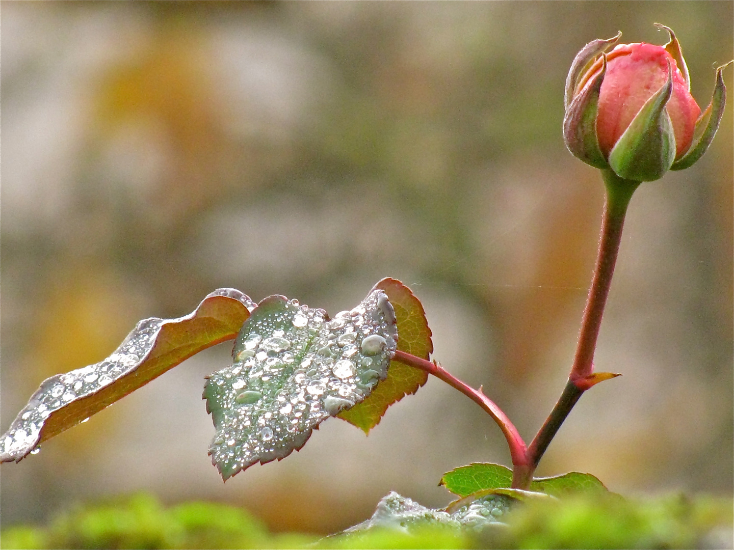 ... SANFTE NOVEMBERFARBEN 2...