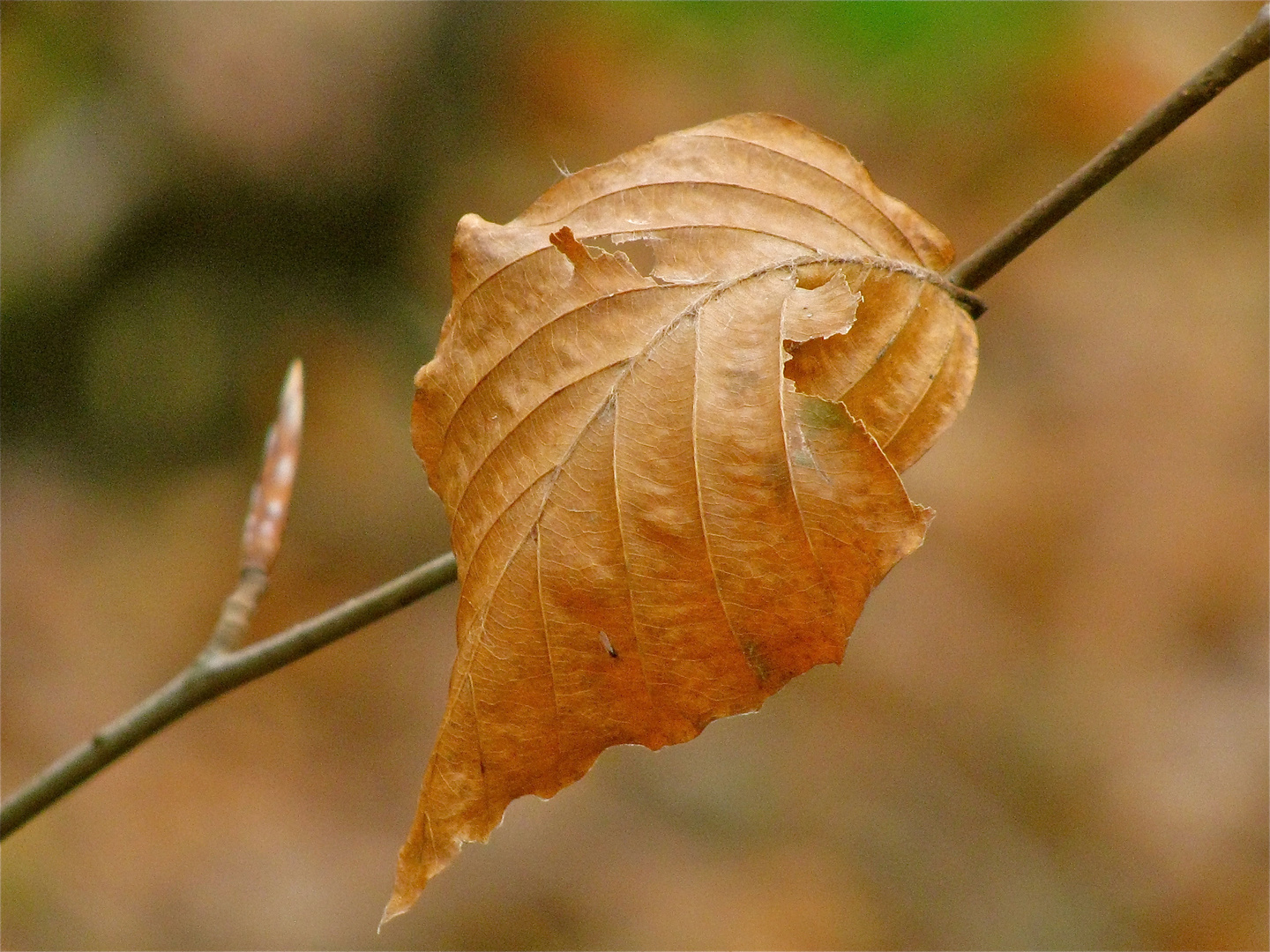 .. SANFTE NOVEMBERFARBEN ...