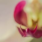 Sanfte Orchidee