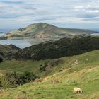 Sanfte Otago Peninsula