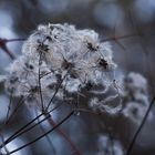 sanfte wintervegetation,...