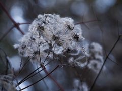 sanfte wintervegetation,...