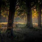 Sanfter Dunst liegt über der Wiese