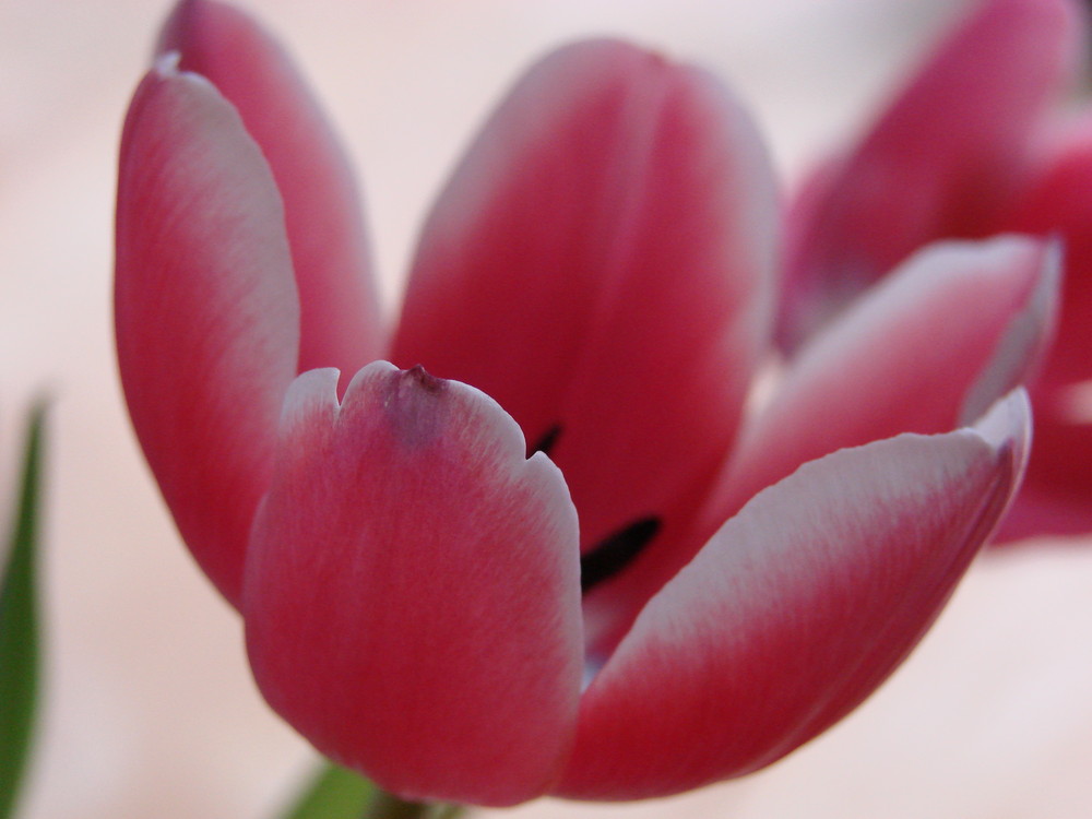 Sanfter Frühling