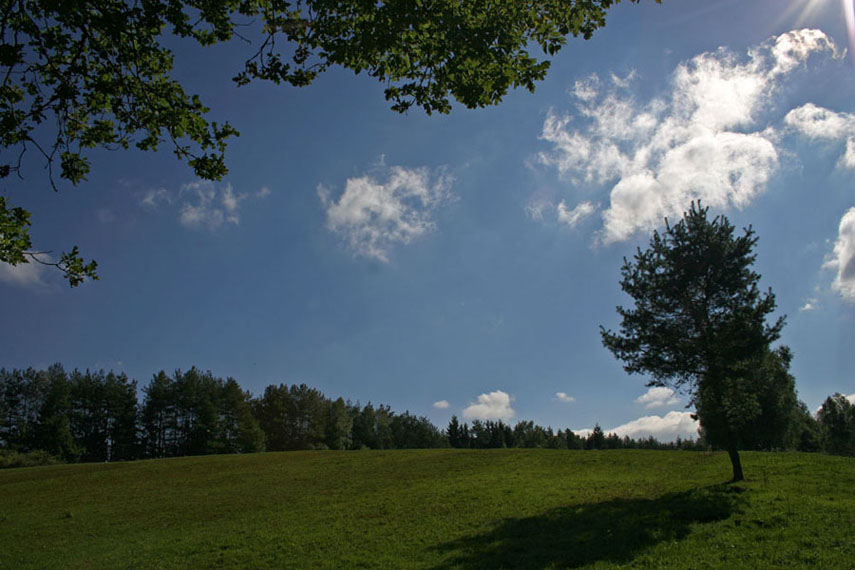 Sanfter Hügel in der Pfalz