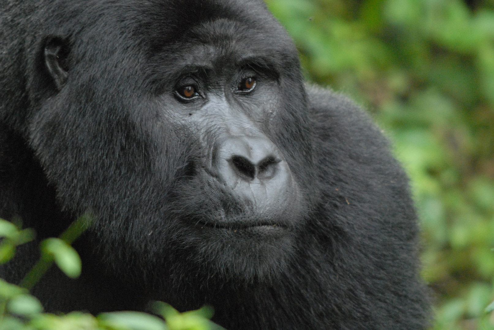 Sanfter Riese Gorilla in Uganda