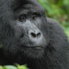 Sanfter Riese Gorilla in Uganda