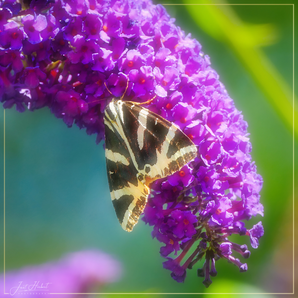 sanfter Russischer Bär ... Foto &amp; Bild | fotos, spezial, natur Bilder ...