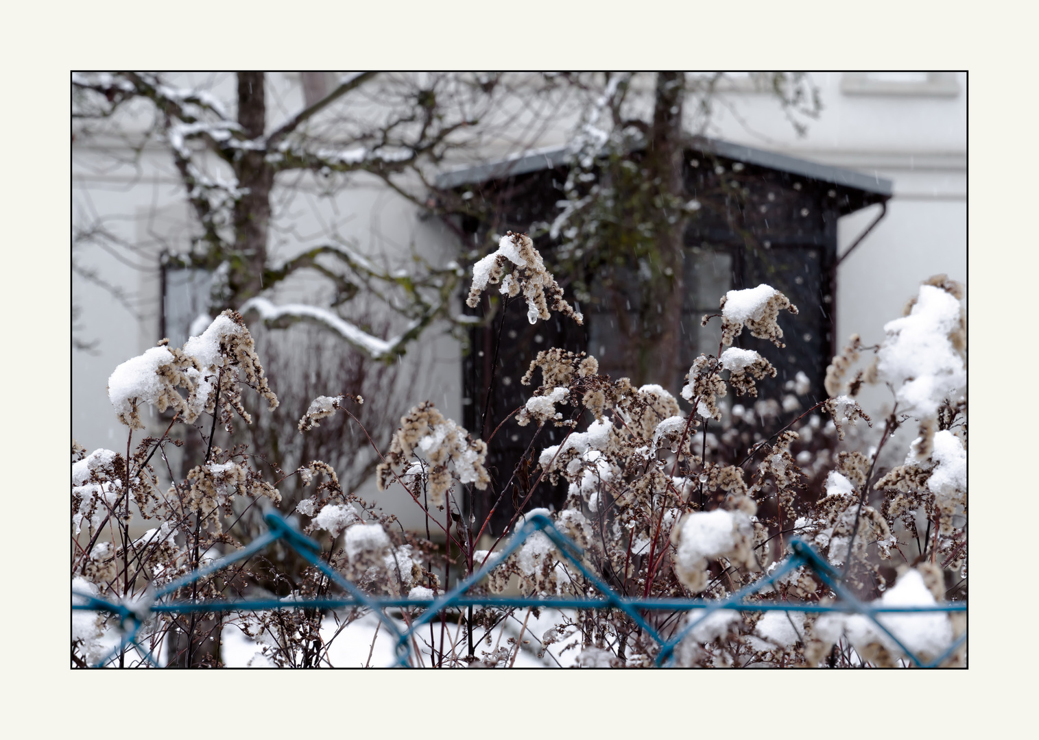 Sanfter Schneefall - Blick über den Gartenzaun