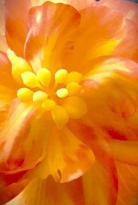 Sanftes Mittwochsblütchen