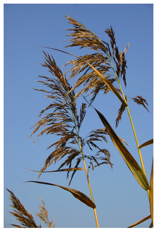 sanftes Schwanken in der Herbstsonne