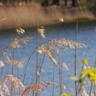 sanftes wiegen im Wind