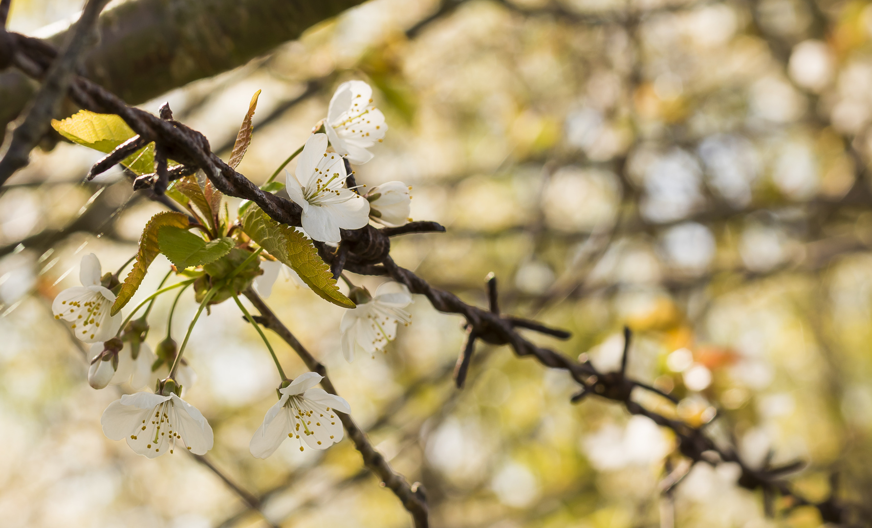 Sanftheit der Natur