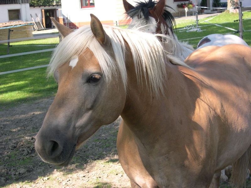 sanftmütiger Blick