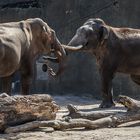 Sang Raja und Bindu - zwei Kölner Elefantenbullen