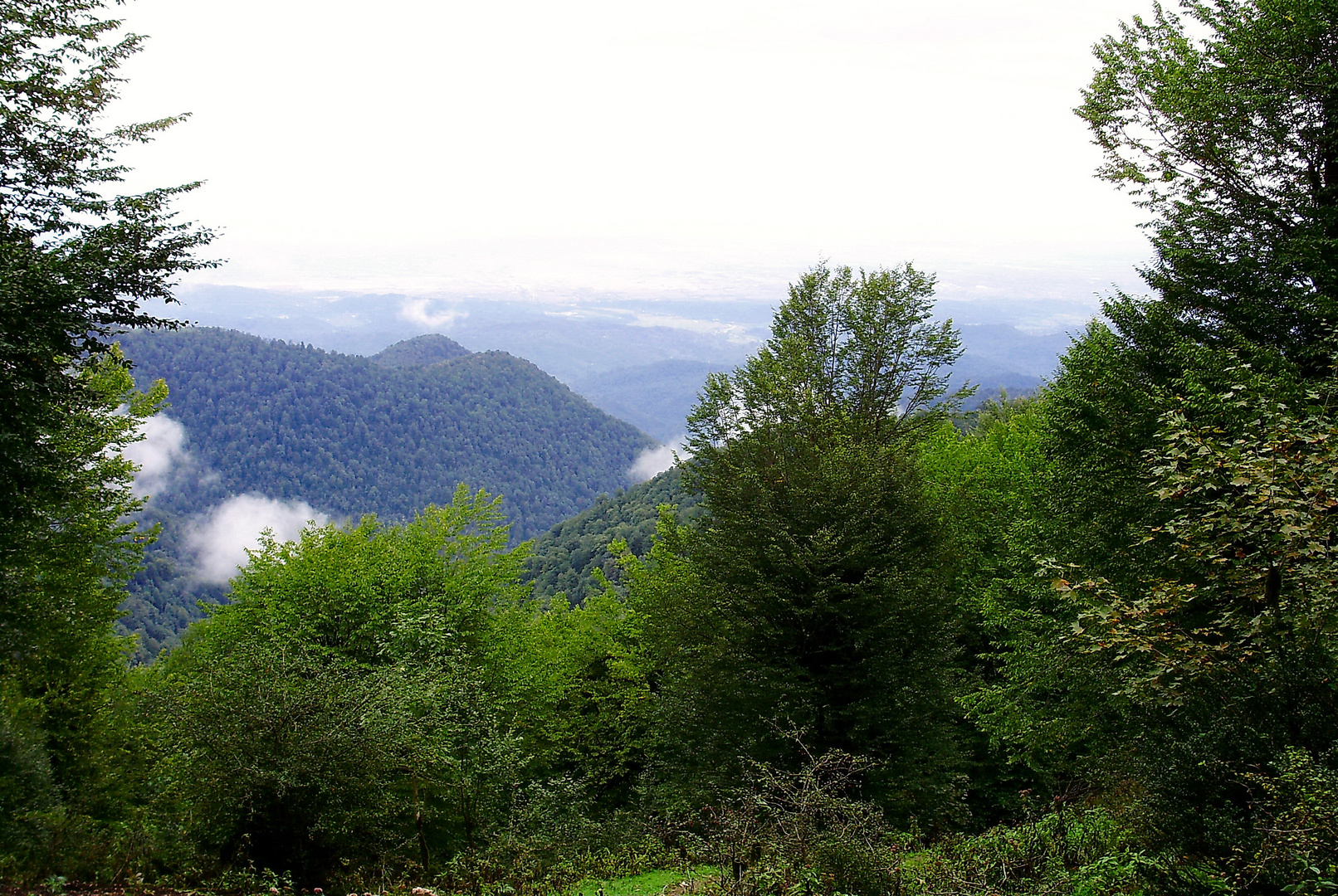 Sangchal Forests