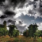 Sangiovese in progress