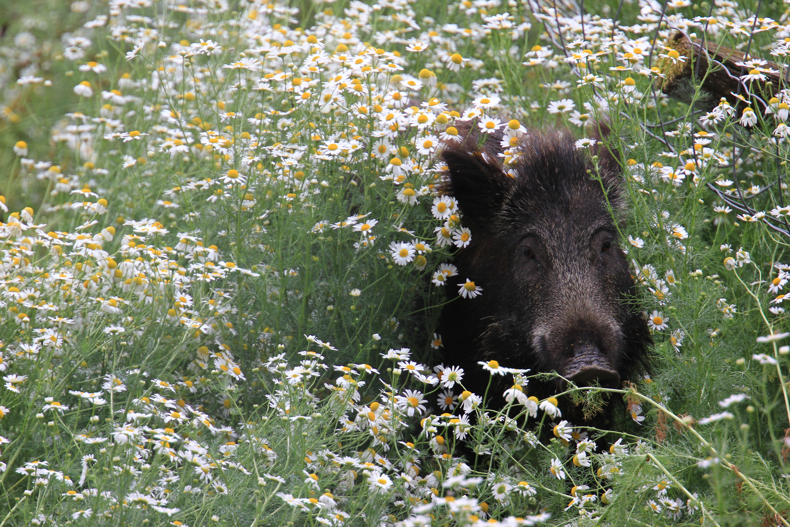 sanglier