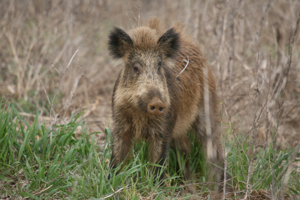 sanglier