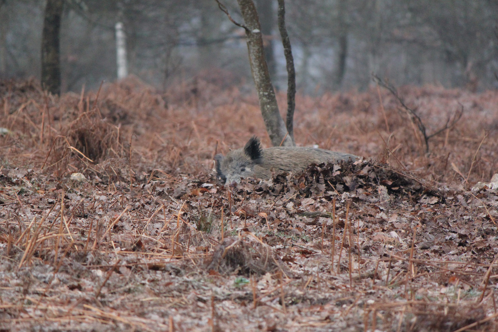 Sanglier à la bauge