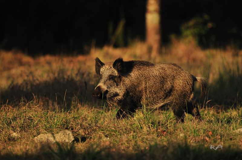 Sanglier