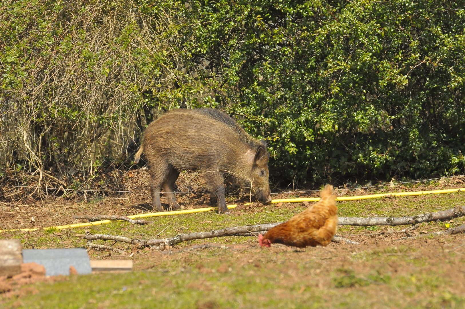 sanglier dans un jardin