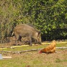 sanglier dans un jardin