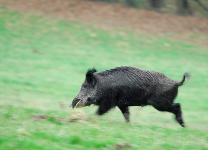 Sanglier