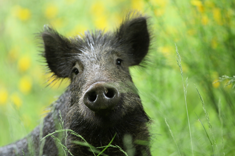 Comment S appelle La Femelle Du Sanglier sanglier photo et image | animaux, animaux sauvages, bovidés à l'état