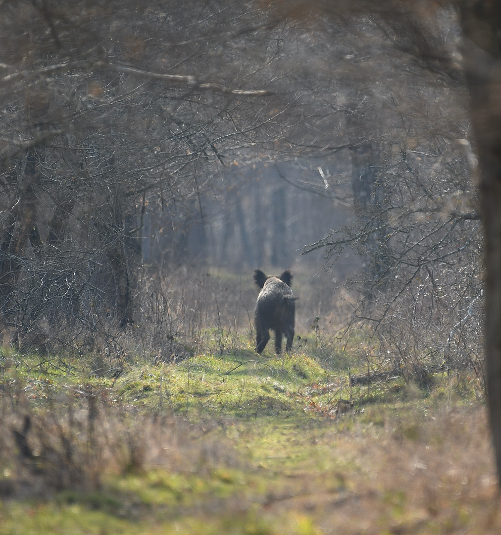 Sanglier en fuite