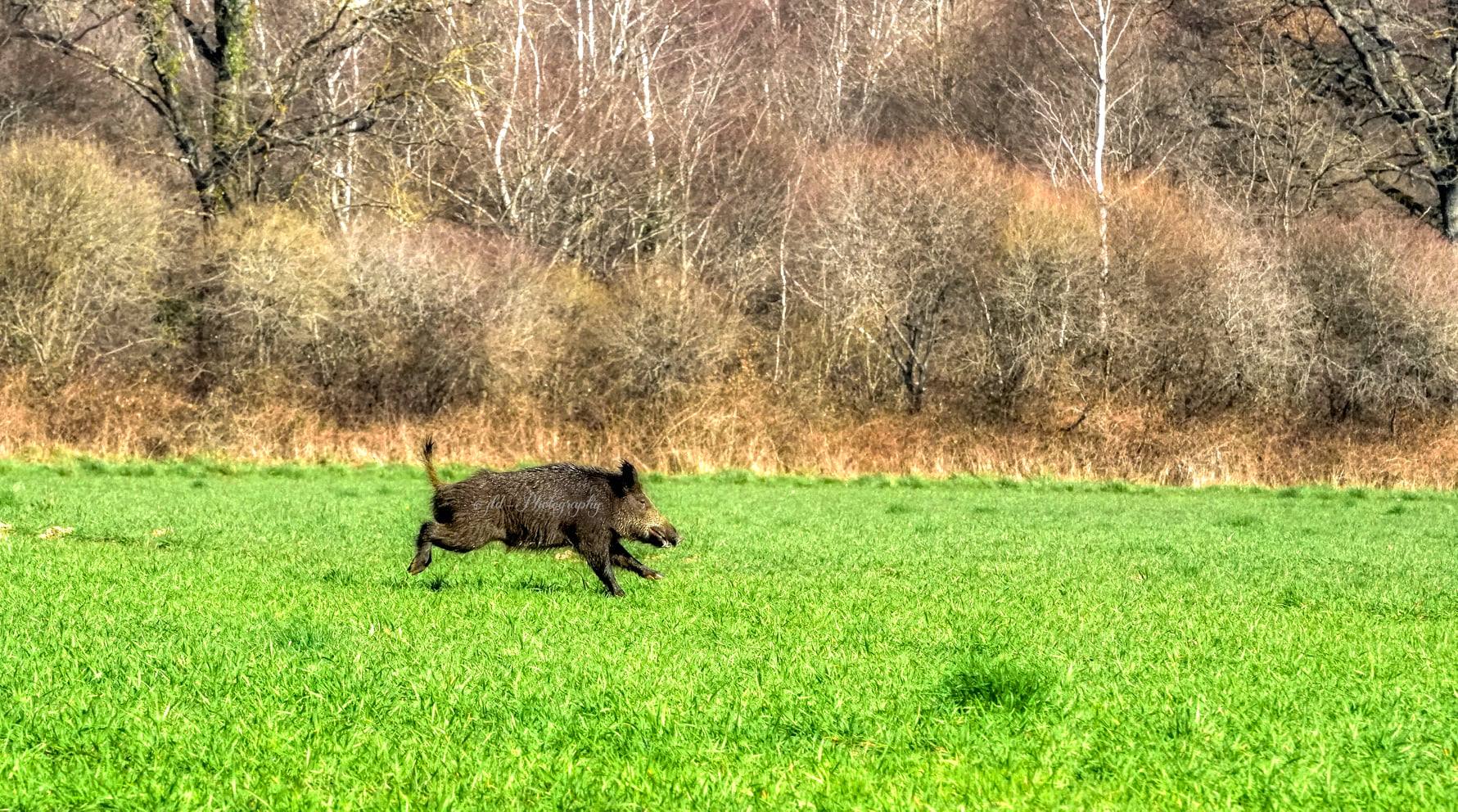 sanglier en plaine