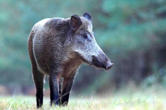 sanglier en pleine reflexion