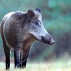 sanglier en pleine reflexion