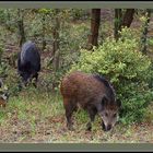 Sangliers en forêt - Wildschweine im Wald