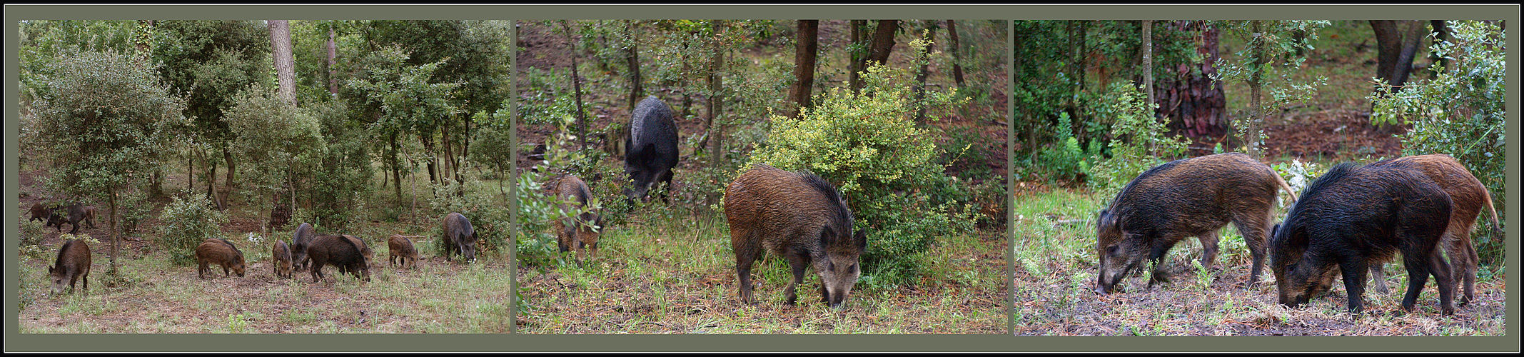 Sangliers en forêt - Wildschweine im Wald