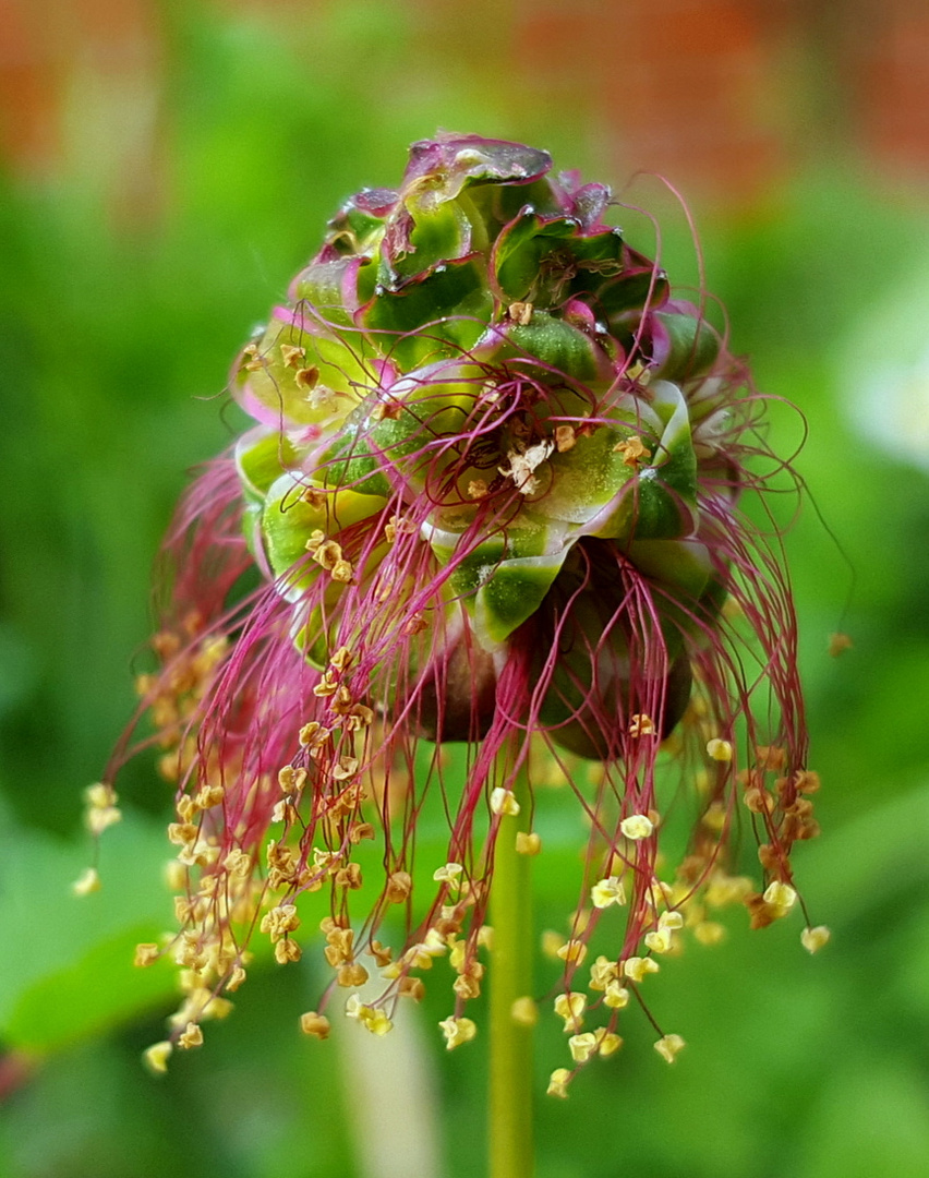 Sanguisorba minor