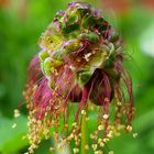 Sanguisorba minor