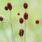 Sanguisorba officinalis