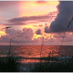 Sanibel Island / Florida